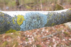 Phaeophyscia hirtella