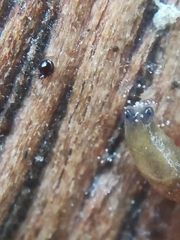 Arion intermedius