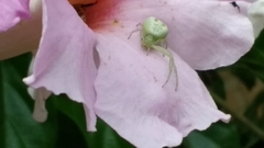 Thomisidae