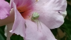 Thomisidae