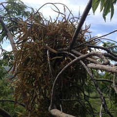 Phoradendron carneum