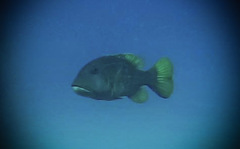 Lethrinus erythracanthus