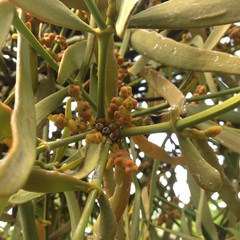 Phoradendron carneum