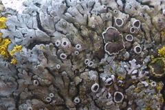 Phaeophyscia hirtella