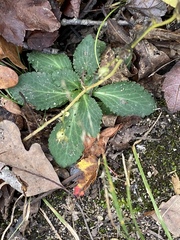 Sanicula canadensis canadensis
