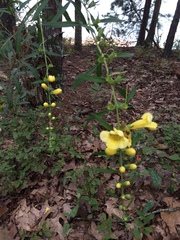Aureolaria grandiflora
