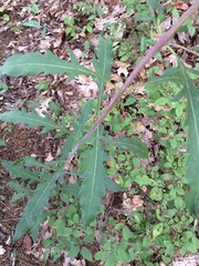 Aureolaria grandiflora