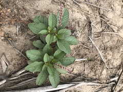 Phytolacca thyrsiflora
