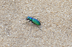 Cicindela nigrior