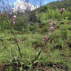 Thyrsanthemum floribundum