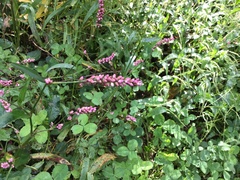 Persicaria longiseta