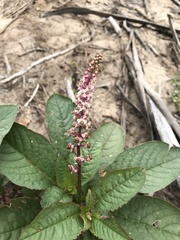 Phytolacca thyrsiflora