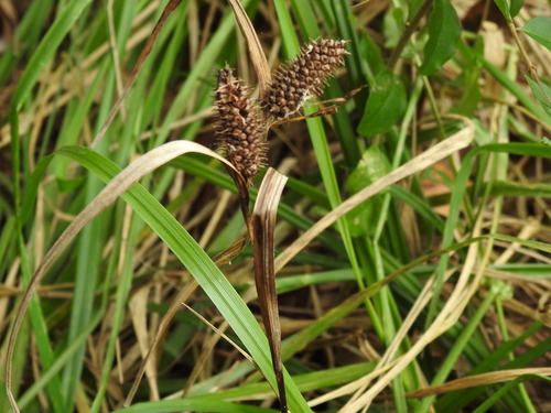 Image of Carex aureolensis by (c) Sam Kieschnick, some rights reserved (CC BY)