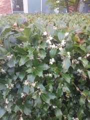 Ilex aquifolium