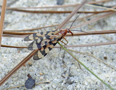 Panorpa rufa