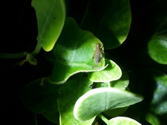 Cycloptilum erraticum