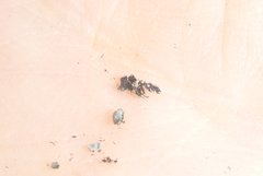 Phaeophyscia hirtella