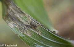 Parallelomma vittatum