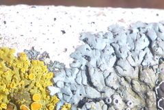 Phaeophyscia hirtella