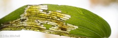 Parallelomma vittatum