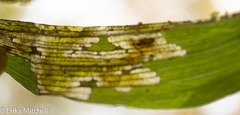 Parallelomma vittatum