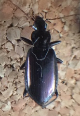 Platyninae