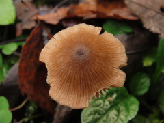 Entoloma cetratum