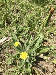 Hypochaeris megapotamica