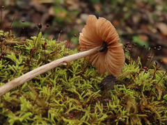 Entoloma cetratum