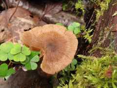 Entoloma cetratum