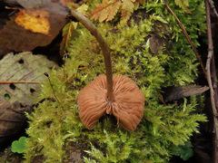 Entoloma cetratum