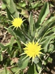 Hypochaeris megapotamica