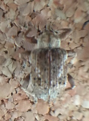 Phelypera distigma