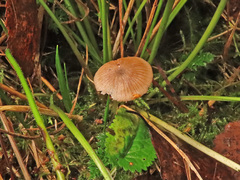 Entoloma cetratum