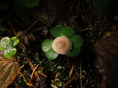 Tephrocybe mephitica