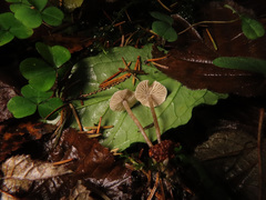 Tephrocybe mephitica