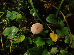 Tephrocybe mephitica