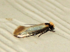 Lepidoptera