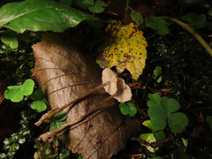Tephrocybe mephitica