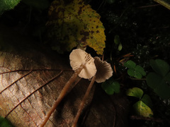 Tephrocybe mephitica