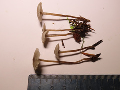 Tephrocybe mephitica
