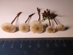 Tephrocybe mephitica