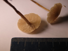 Tephrocybe mephitica