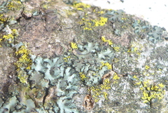Phaeophyscia hispidula
