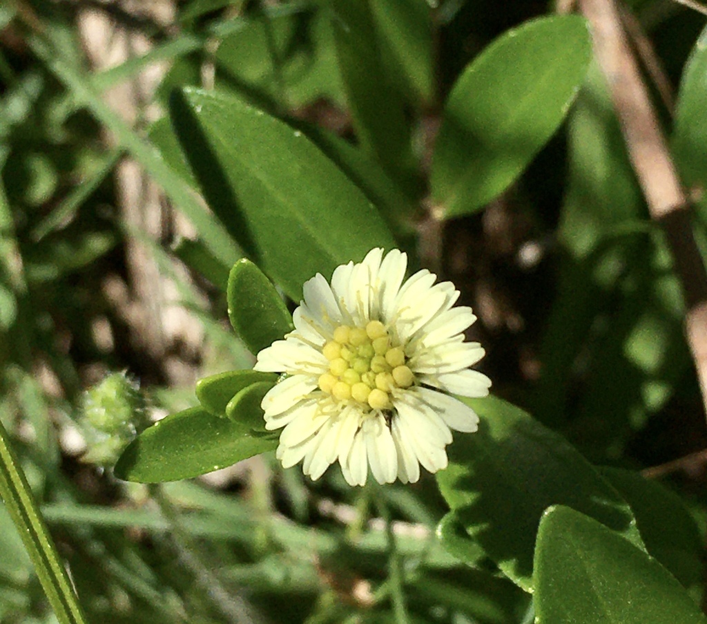 Eclipta elliptica