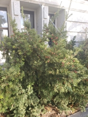 Taxus baccata