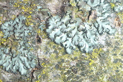 Phaeophyscia hispidula
