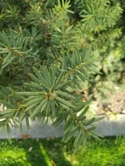 Taxus baccata