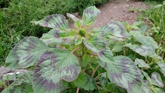 Amaranthus