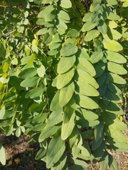 Robinia pseudoacacia